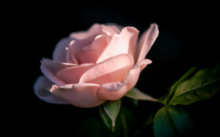 Pink rose dark green stem - the dark free wallpaper