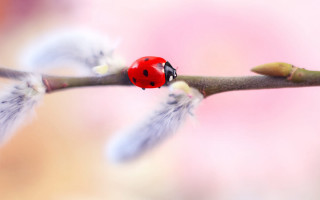 Ladybug branch leaves pink blurry - the foreground and a blurry background free wallpaper