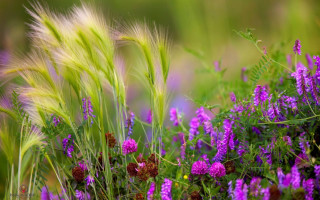 Purple flower field blurry background 3 - green grass free wallpaper for desktop