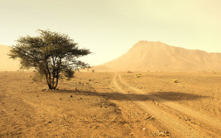 Desert dirt road tree mountain - a dirt road in the desert free wallpaper