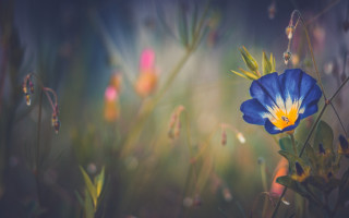 Blue flower yellow center field 2 - sunlight free wallpaper