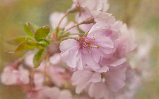 Pink cherry blossom water droplets - betty merken free wallpaper