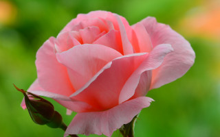 Pink rose garden blurry macro 3 - a pink rose free wallpaper