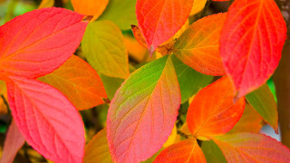 Leaves branch autumn bright colors - bright color free wallpaper