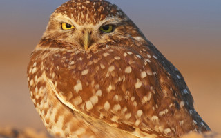 Owl yellow eye microscopic widescreen - a blurry background of grass and dirt free wallpaper