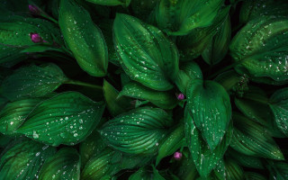Green plant water droplets macro 10 - a green plant free wallpaper