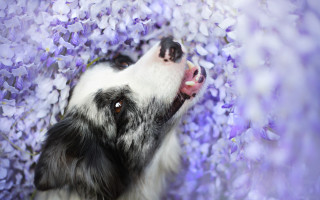 Dog flower field purple bow - tongue free wallpaper