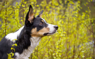 Dog looking up field tall - tall grass free wallpaper