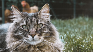 Cat chickens fence blurry depth - primitivism free wallpaper