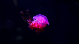 Jellyfish dark purple blue astronaut - jellyfish free wallpaper