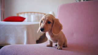 Small dog pink chair blurry - chang daichien free wallpaper