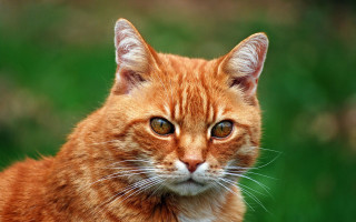 Cat closeup green grass blurry - the eye free wallpaper