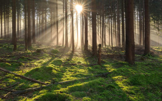 Sunbeam forest grass trees lightrays - grass and trees free wallpaper