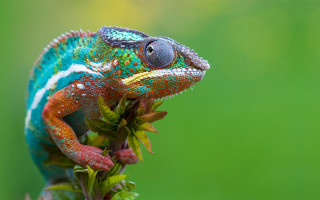 Colorful chameleon branch leaves gradient 2 - a colorful chamelon free wallpaper