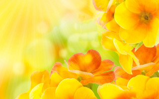 Yellow sunflowers lens flare autumn - a bright sun in the background free wallpaper