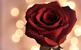 Red rose water drops bokeh - a single red rose free wallpaper