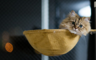 Cat yellow bowl shelf blurry - a shelf free wallpaper