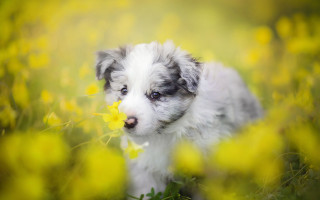 Puppy yellow flower field bokeh - impressionist free wallpaper