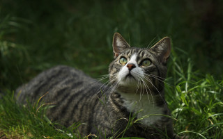 Curious cat in bamboo grassfield - curious free wallpaper