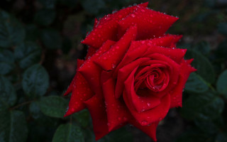 Red rose water droplets macro 23 - rose free wallpaper
