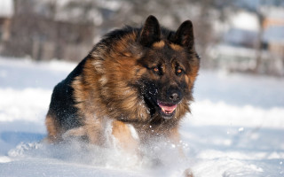 Dog snow winter motion blur - expressionism free wallpaper