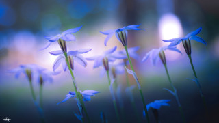 Blue flowers blurry background bokeh - soft free wallpaper