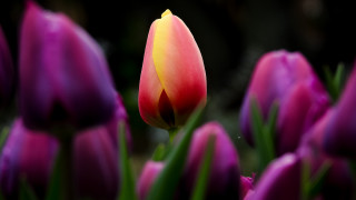 Pink tulip bokeh macro blurry - tulip free wallpaper