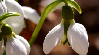 Flower macro blurry background natural - naturalism free wallpaper