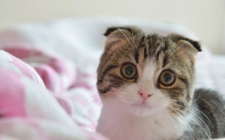 Cat sitting bed pink blanket - a portrait free wallpaper