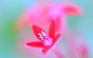 Red flower blurry background butterfly - a red flower free wallpaper