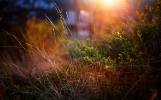 Sunset field blur plants power - the sunlight free wallpaper