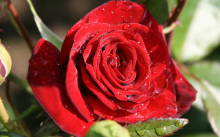 Red rose water droplets macro 18 - a red rose free wallpaper