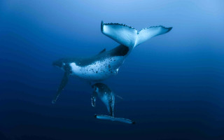 Whale swimming mouth open tail - a whale free wallpaper