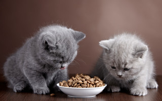 Kittens eating bowl cute realistic - a brown background free wallpaper