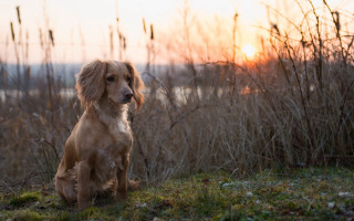 Dog sitting grass sunset autumn - tall grass free wallpaper