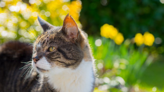 Cat grass yellowflowers bokeh shallowdepth - yellow flower free wallpaper