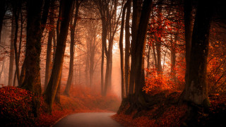 Forest path autumn leaves fog - a path in a forest free wallpaper