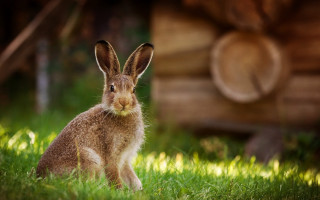 Rabbit grass log cabin bokeh - beatrix potter free wallpaper