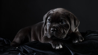 Puppy sad look black blanket - his face free wallpaper