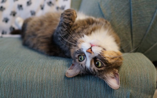Cat chair glamorous fishnets blue - glamor pose free wallpaper