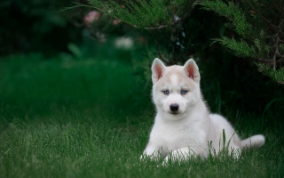 White brown dog grass bush - a tree and bushes free wallpaper