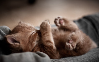 Kitten laying on blanket paw - eye free wallpaper
