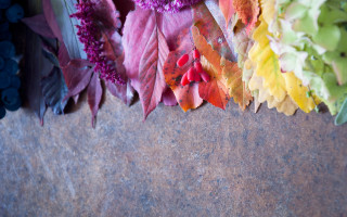 Colorful leaves table blue background - a white border free wallpaper