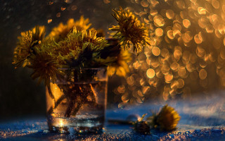 Yellow flower vase rainy window - a vase free wallpaper