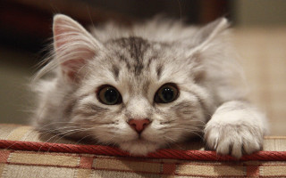 Cat couch paws rounded eyes - eye free wallpaper