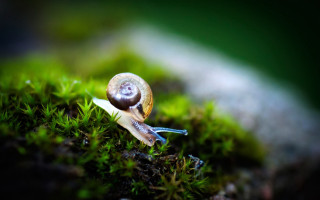 Snail mossy shell macro nature - mossy free wallpaper