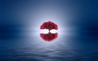 Tree water reflection ocean sky - the middle of a body free wallpaper
