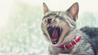 Cat yawning window sill realistic - a window sill free wallpaper