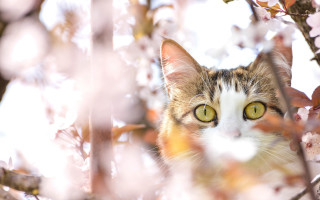 Cat flowers baretree impressionism animalfocus - branch free wallpaper