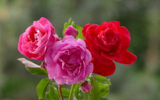 Three roses vase outdoor blurry - a vase free wallpaper